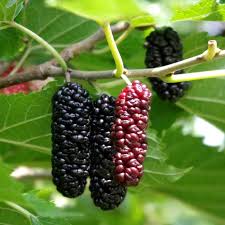 Thai mulberry discount tree