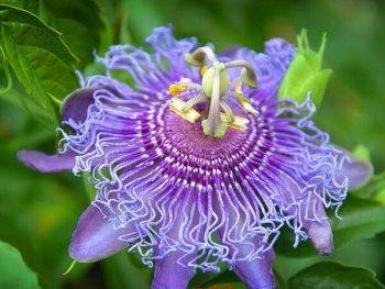 Shongkokodo godachakro