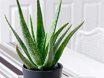 Aloevera Plants