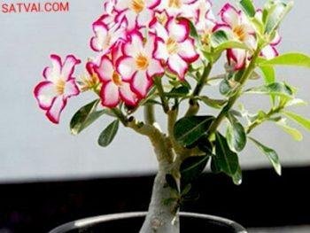 Adenium s