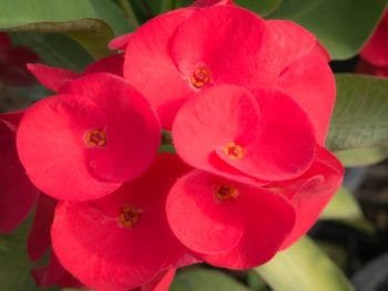euphorbia