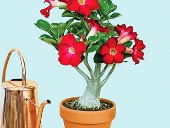 Adenium Flower Plant