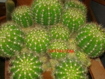 Cactus Plants