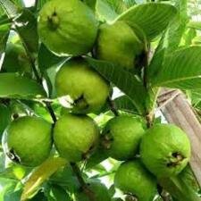 thai guava