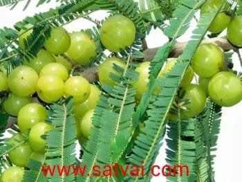 Amalaki Plant