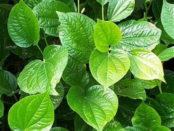 betel-leaf