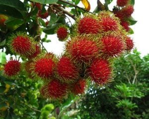 rambutan plant