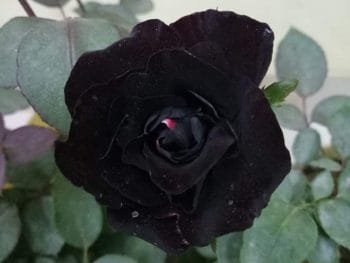 black rose