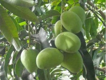 amrapali mango