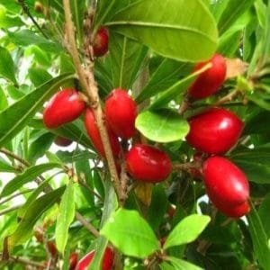 Miracle Fruit Plant