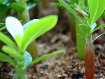 adenium seeds
