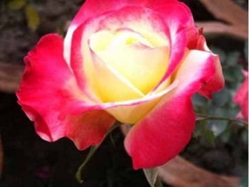 kushum colour rose