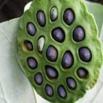 lotus seeds