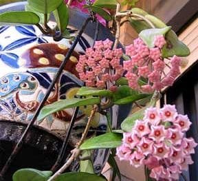hoya flower plant