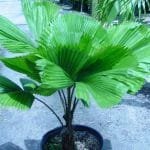 Pritchardia Palm