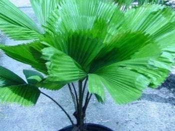 Pritchardia Palm