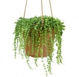 Hanging Basket Plant
