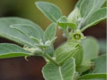 Arshogondha Tree Plant
