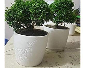 kamini bonsai