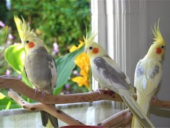 cockatiels birds