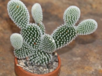 Sera White Liliput Cactus