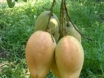 bari 11 mango tree plant