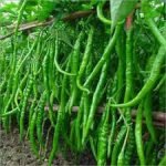 Green Chilli Seeds
