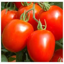 Red Tomato Seeds