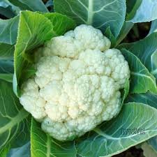 Cauliflower Seeds