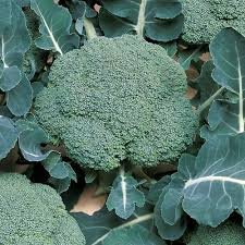 Broccoli Seeds