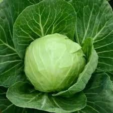 Cabbage Seeds