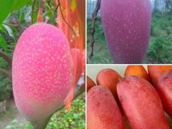 Chiyangmai Mango Tree