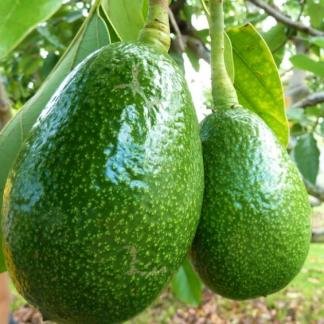 Avocado Grafting Plant