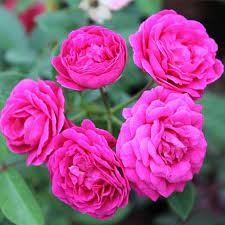 Hazari Rose Indian