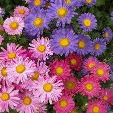 Aster Plant