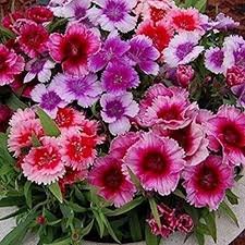 Dianthus Plant