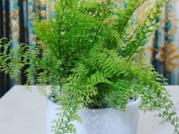 Royal Fern