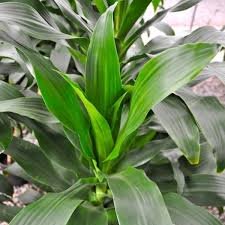 green dracaena