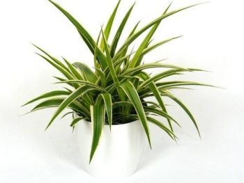 Spider Plant