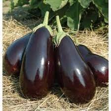 brinjal