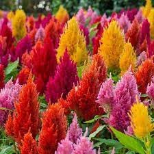 celosia flower