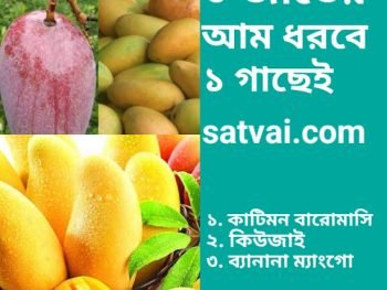 multiple mango plant 3 in 1