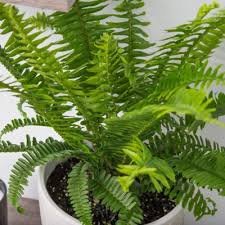 Boston Fern