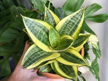 bird nest snake plant