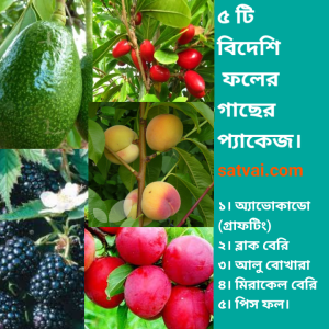 5 foreign fruit plant package