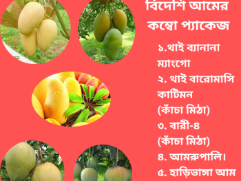 best 5 mango plant package