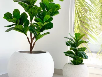 Fiberglass Planters-Stylish Model-007